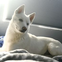 Chuy - Siberian Husky