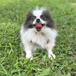 Dior - Blue parti female Pomeranian puppy in Willow Spring, North Carolina from GTBBF Pomeranians