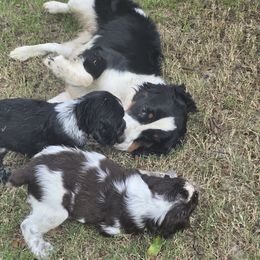 Boykin Spaniel and English Springer Spaniel Puppies from 31 Pines Springers & Retrievers