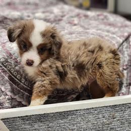 Miniature American Shepherd puppies from Sunrise Miniature American Shepherds