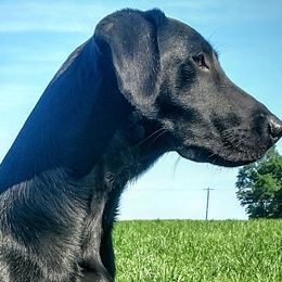 Labrador Retrievers from Grain Driver Labradors
