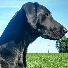 Labrador Retrievers from Grain Driver Labradors