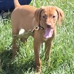 Drake - Golden rust male Vizsla puppy in Turtle Lake, Wisconsin from Laurie's Vizslas