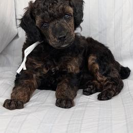 White Girl - Brindle female Poodle puppy in Hillsboro, Illinois from Sarah's Poodles