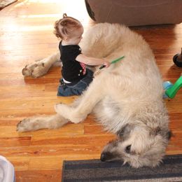 Irish Wolfhound and Pomsky All Grown Up from Bingo's Puppies