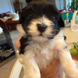 Frankie - Black and white male Havanese puppy in Apopka, Florida from Dunhill Havanese