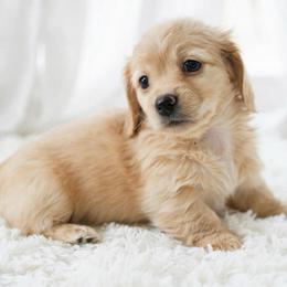 Crissy Longhair - Red female Dachshund puppy in Richmond, Virginia from Irresistible Dachshunds & Cavaliers