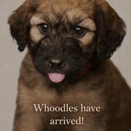 Boy 8 - Wheaten male Whoodle puppy in Knoxville, Tennessee from Fleury Farm Doodles TN