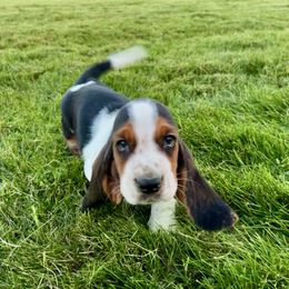 BB6 - Black brown and white male Basset Hound puppy in Britton, South Dakota from K&S Canines