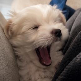 Maltese puppies from Adorable Maltese Puppies