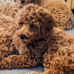 Aussiedoodle, Cavapoo, and Poodle Puppies from Robin's Nest Farm