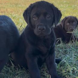 Girl 2 - Black female Labrador Retriever puppy in Chapel Hill, Tennessee from Pure Heaven Labs