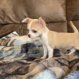 Chihuahua Puppies from Strawberry River Kennel