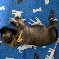 Yellow Boy - Orange male German Spitz puppy in Detroit, Michigan from Legacy Kennels Michigan