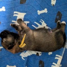 Yellow Boy - Orange male German Spitz puppy in Detroit, Michigan from Legacy Kennels Michigan