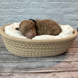 Firework (AKC) - Red  male Poodle puppy in Riverside, California from Red Toy Poodle World