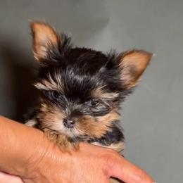 Kay - Blue and gold male Yorkshire Terrier puppy in San Diego, California from BC Breeders Association