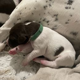 Hank - Green Collar - Liver and white male German Shorthaired Pointer puppy in Conroe, Texas from Tipsy Rabbit GSP TopDog Kennel