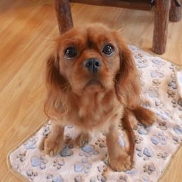 Raya - Cavalier King Charles Spaniel