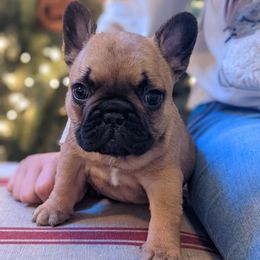 Bulldog and French Bulldog Puppies from Rohde's Road Dog Bullies