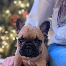 Bulldog and French Bulldog Puppies from Rohde's Road Dog Bullies