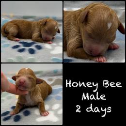 Honeybee - Red  male Poodle puppy in Grass Valley, California from Sapphire Ridge Poodles