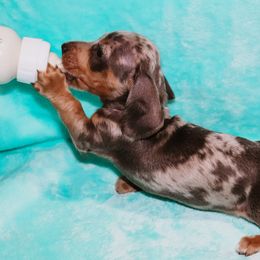 Blue Tan Dapple Male - Dapple male Dachshund puppy in Coldwater, Mississippi from Mississippi Shorties Miniature Dachshunds