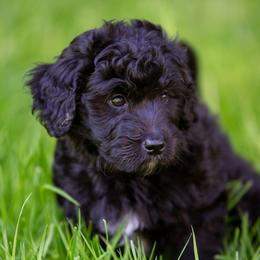 Bernedoodles from Stillwater Bernedoodles