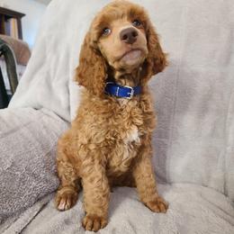 Dark Blue Collar - Red  male Poodle puppy in Colorado Springs, Colorado from Silly's Standard Poodles