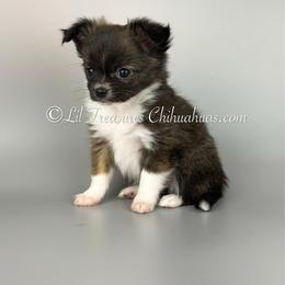 Hercules - Black and tan male Chihuahua puppy in Anderson, South Carolina from Lil Treasures Chihuahuas
