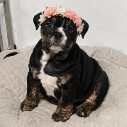Snickers - Black tri-color female Bulldog puppy in Marysville, Washington from BulldogWA