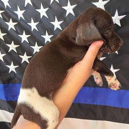 Unity Girl  3 - Liver roan female German Shorthaired Pointer puppy in Banning, California from ⭐🦆 So Cal on Point GSP'S🇺🇲🇩🇪 lg