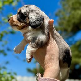 Chirp - Dapple male Dachshund puppy in Gentry, Arkansas from Sweet As Pie Doxies