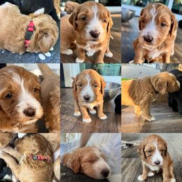 Assorted Doodle Crosses, Goldendoodle, and Poodle Puppies from Kava Kennels