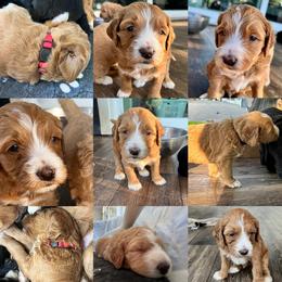 Assorted Doodle Crosses, Goldendoodle, and Poodle Puppies from Kava Kennels