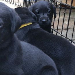 Boy 2 - Black Labrador Retriever puppy in Hilliards, Pennsylvania from Del-Star Kennels