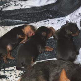 Elsa - Black and tan female Yorkshire Terrier puppy in Morrison, Colorado from CDA Heavenly Yorkies