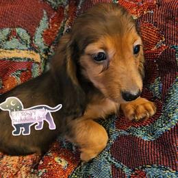 Dachshund Puppies from Samantha Spanton