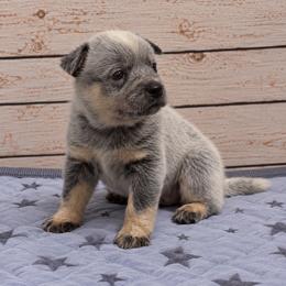 Story - Blue speckled female Australian Cattle Dog puppy in Scurry, Texas from RedHorizon AKC Australian Cattle Dogs (Heelers)