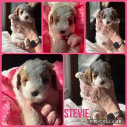 Stevie - Parti female Poodle puppy in Mount Vernon, Illinois from AMC Poodles