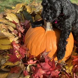 Pink collar - Black female Goldendoodle puppy in Burien, Washington from South Sound Doodles