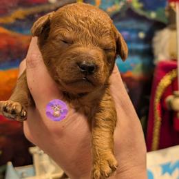 Rowan - Red  male Poodle puppy in Willow Spring, North Carolina from Sweet Dream Poodles