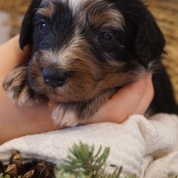 Girl 1 - female Bernedoodle puppy in Caldwell, Idaho from Treasure Valley Poodles