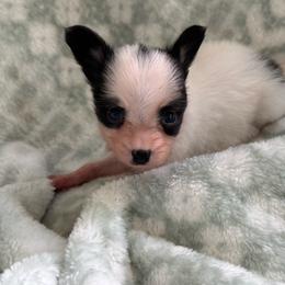 Sadie's Girl 1 - White black and tan female Papillon puppy in Shirley, Arkansas from Lucky Pups