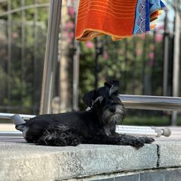 Dani - Miniature Schnauzer