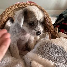 Hairless boy - Sable male Chinese Crested puppy in Rockvale, Tennessee from Cosmic Chinese Cresteds & Wind-Echo Poodles