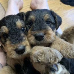 Airedale Terrier Puppies from Mystic’s Airedales
