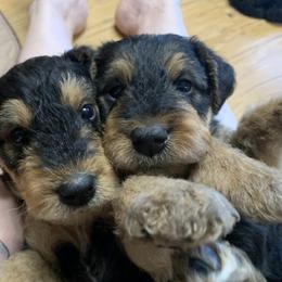 Airedale Terrier Puppies from Mystic’s Airedales