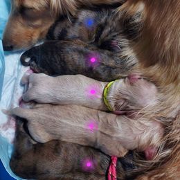 FINCH 4000 - Dapple male Dachshund puppy in Gatesville, Texas from CJ's Dach Dynasty