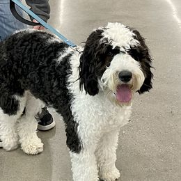 Jax - Australian Labradoodle